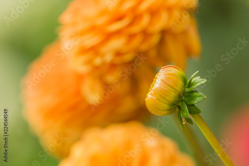 Fototapeta Naklejka Na Ścianę i Meble -  Orange Balldahlie (Asteraceae) blüht in der Morgensonne.