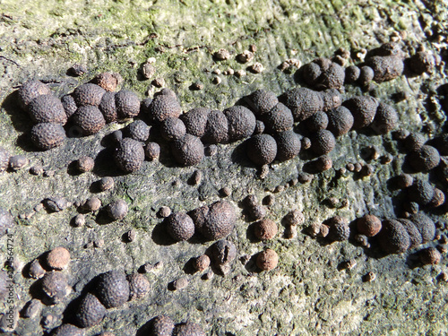 species of mushroom