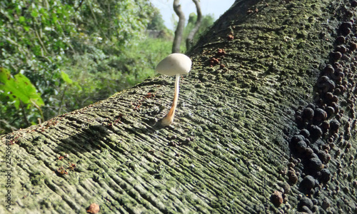 species of mushroom