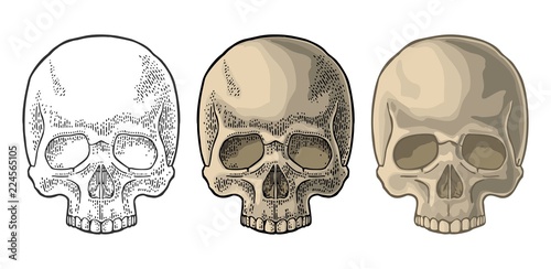 Skull human. Black vintage vector illustration isolated on white background