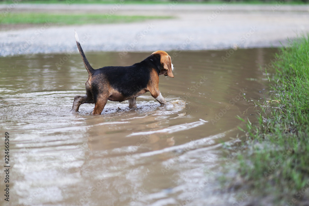 Playful beagle dog walking into the dirty puddle.
