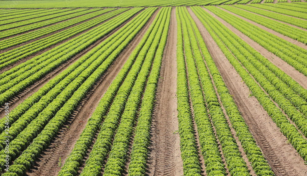 immense intensive cultivation of fresh green lettuce in the very immense intensive cultivation of fresh green lettuce in the very