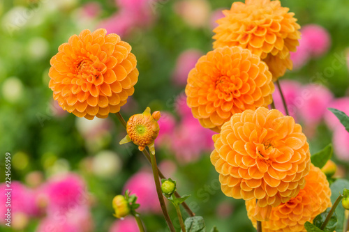 Fototapeta Naklejka Na Ścianę i Meble -  Orange Balldahlien (Asteraceae) an einem Sommermorgen.