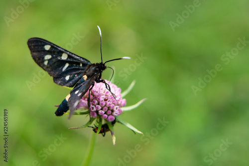 Nine-spotted moth or yellow belted burnet on a flower with a green background