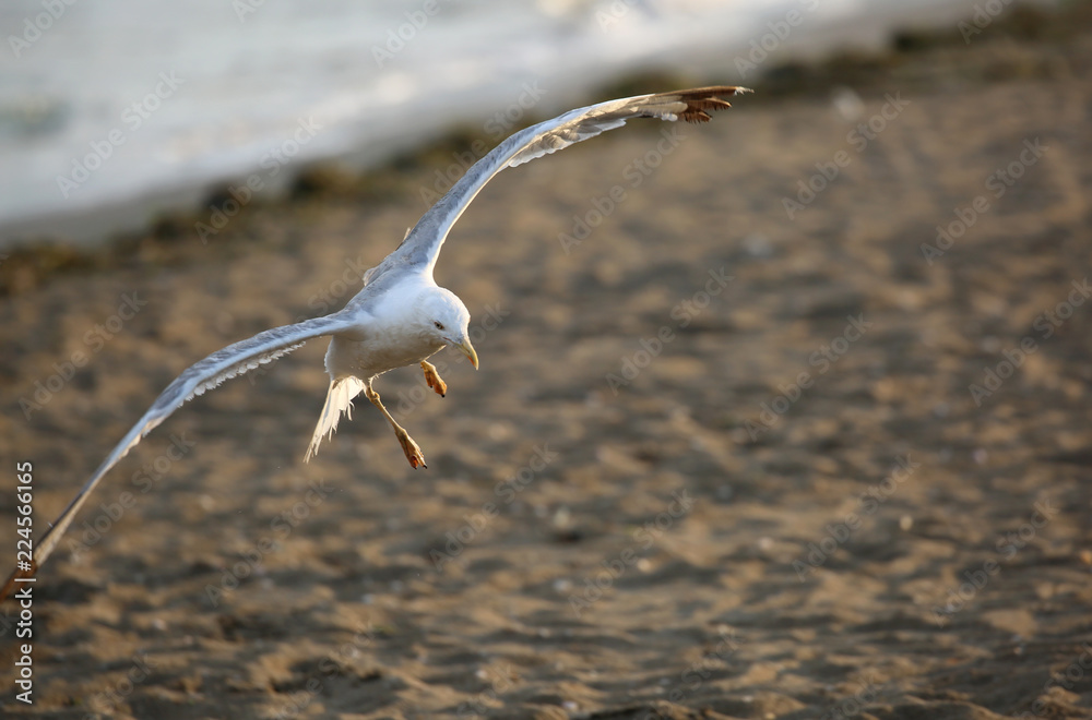 seagull lands on the sand of the beach seagull lands on the sand of the beach