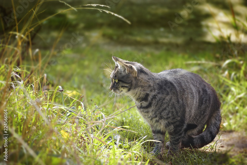 tabby cat looks out for mice in the high grass in the garden, copy space