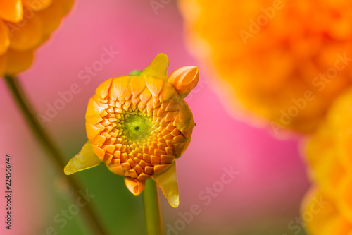 Fototapeta Naklejka Na Ścianę i Meble -  Orange Balldahlie (Asteraceae) blüht im Licht der aufgehenden Sommersonne.