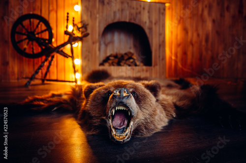 Skin of dead bear lies on floor in interior taxidermy. photo