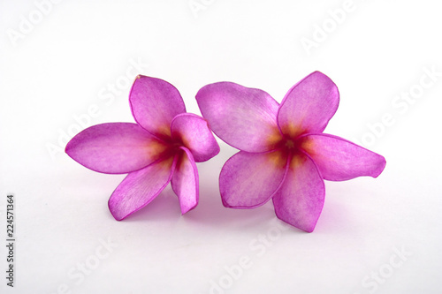 Isolated plumeria flowers on the white background.it is beauty. blooming and refreshing