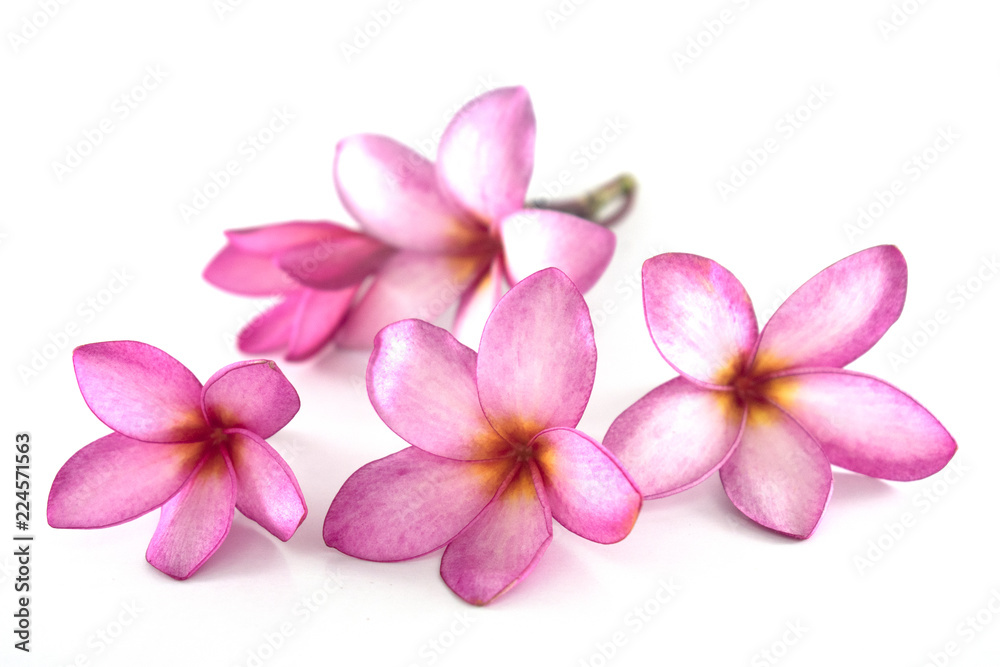 Isolated plumeria flowers on the white background.it is beauty. blooming and refreshing