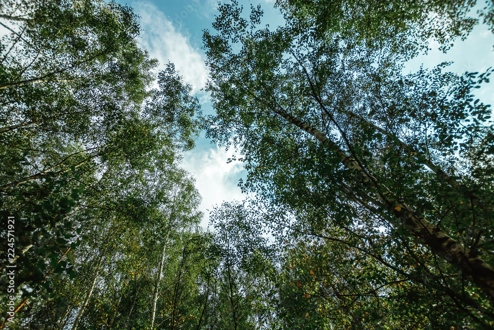 Fototapeta premium Looking Up In Spring Pine Forest Tree To Canopy. Bottom View Wide Angle Background