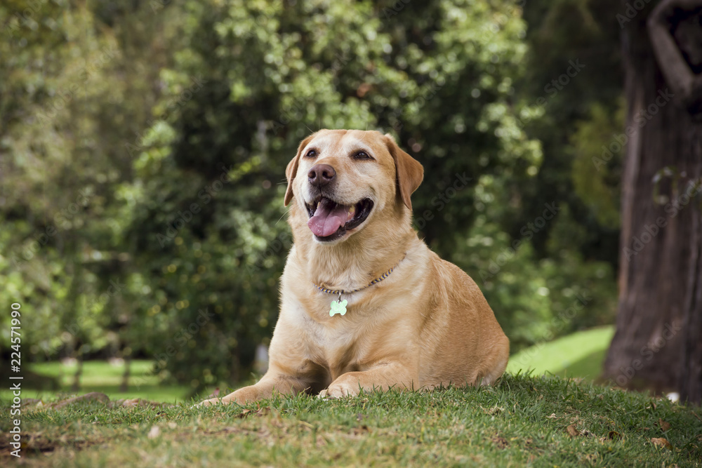 a labrador dog lying on the grass 