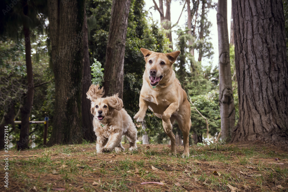  Two dogs running on the grass among the pines