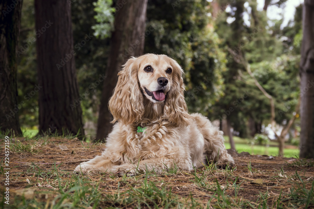 a cocker dog lying on the grass among the pines a cocker dog lying on the grass among the pines
