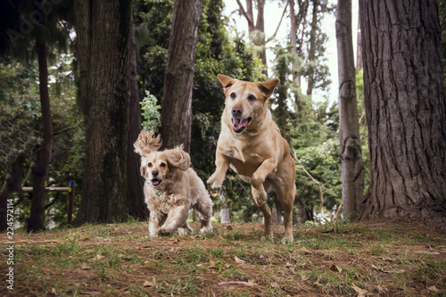  Two dogs running on the grass among the pines
