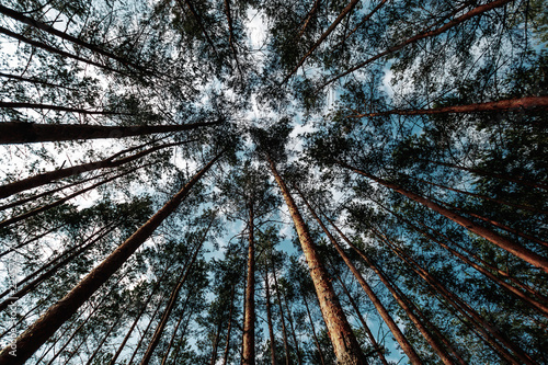 Looking Up In Spring Pine Forest Tree To Canopy. Bottom View Wide Angle Background