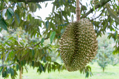 Fresh durian on the tree in the garden , Chanthaburi,Thailand .Durian King of fruits grow in tropical area © soundaholic