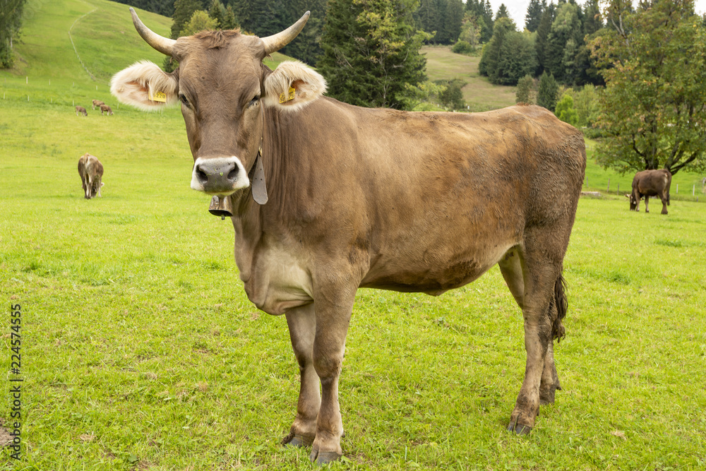 Kuh auf der Weide im Allgäu