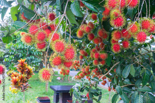 Close up fresh rambutans with green leaf on the tree in the garden, Chanthaburi, Thailand
