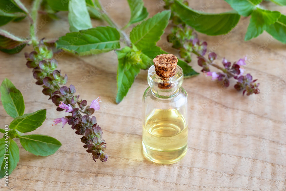 A bottle of tulsi essential oil with fresh tulsi, or holy basil A bottle of tulsi essential oil with fresh tulsi, or holy basil