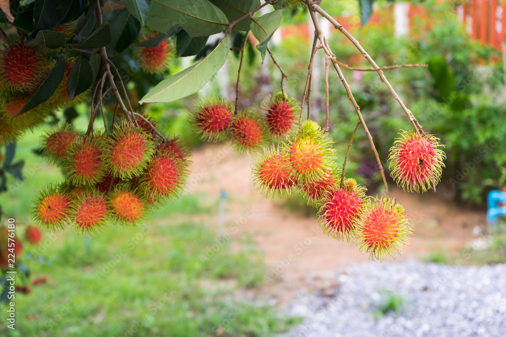 Close up fresh rambutans with green leaf on the tree in the garden, Chanthaburi, Thailand