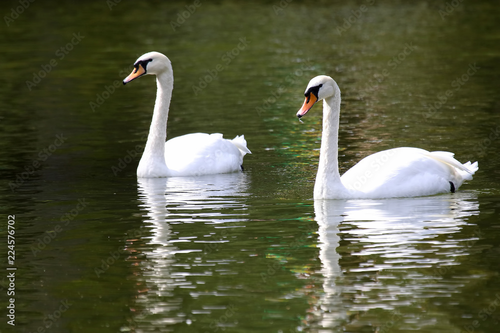 Fototapeta premium two white swans swimming in the pond