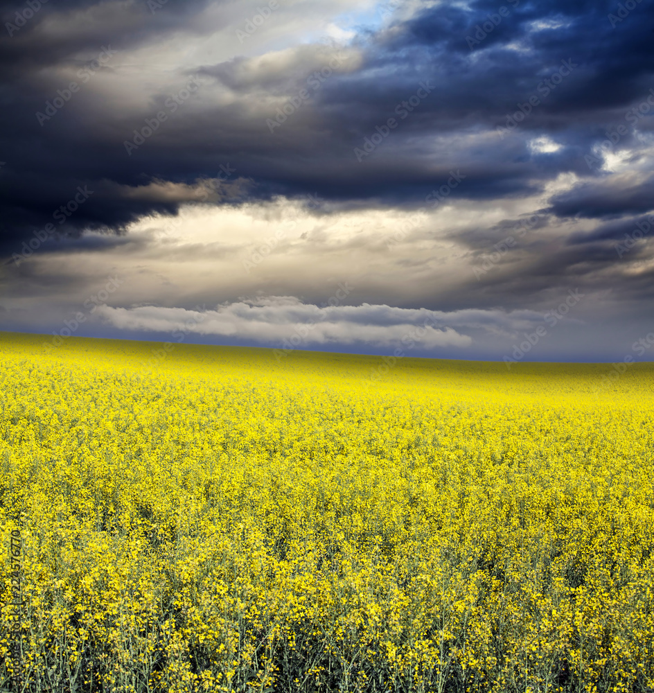Obraz premium Rape field in summer