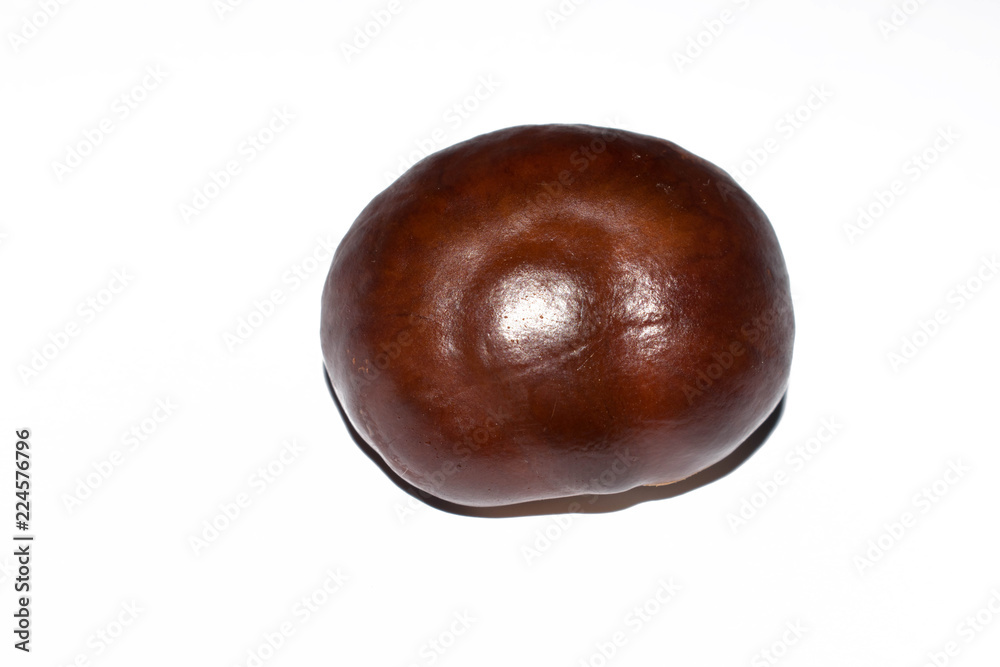 Plant of chestnut fruit round shaped large isolated on white background for dizayne