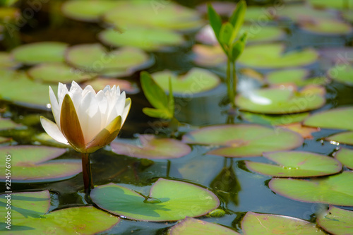 Whit water lily blossom photo