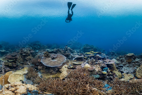 Scuba diver over coral reef in Palau