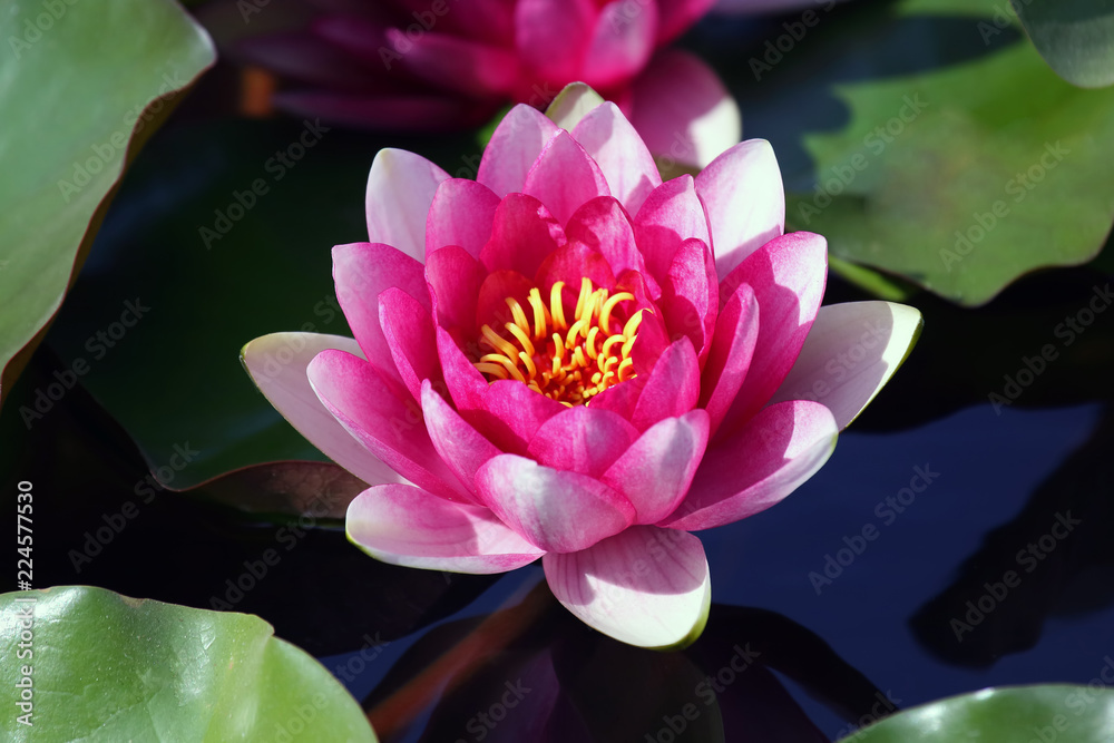 bright red flower lily lotus water