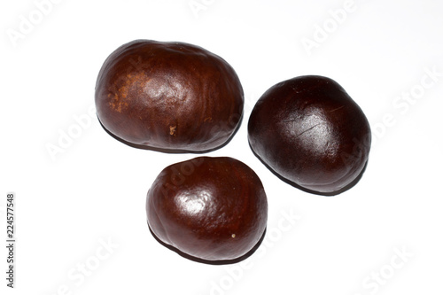 Plant of chestnut fruit round shaped large isolated on white background for dizayne