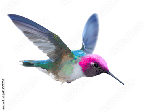 Hummingbird - Calypte  anna.
Hand drawn vector illustration of a flying male Anna’s hummingbird with colorful glossy plumage on transparent background.