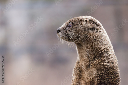 North American river otter Potrait