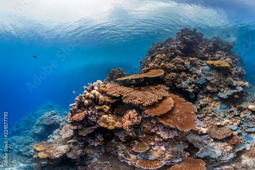 Fototapeta Naklejka Na Ścianę i Meble -  Healthy coral in palau