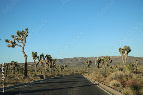 desert road trhough Joshua Tree National Park