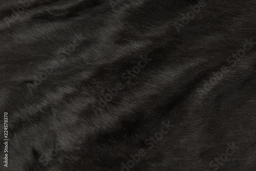 Animal hair of fur cow leather texture background.Natural Fluffy black cowhide skin.