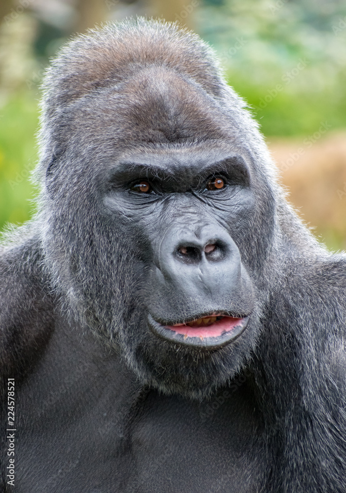 Obraz premium Silver back gorilla