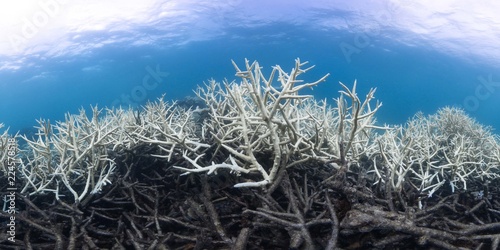 Bleaching and dead coral on the Great Barrier Reef, Australia © The Ocean Agency