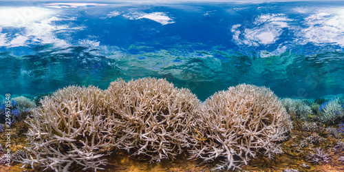 Bleaching coral