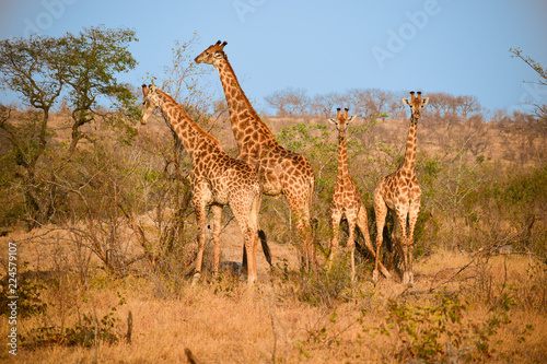 Canvas Print Family of Giraffe