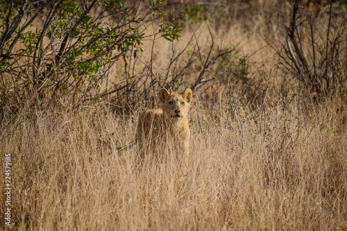 Lion cub in grass searching for mother