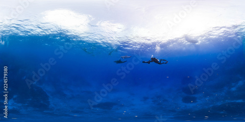 Diver swims with dolphins