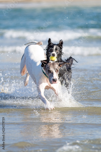 Dogs at the beach