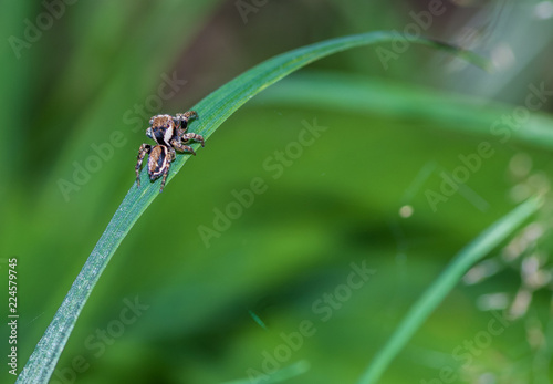 bardzo mały pająk skakun arlekin photo
