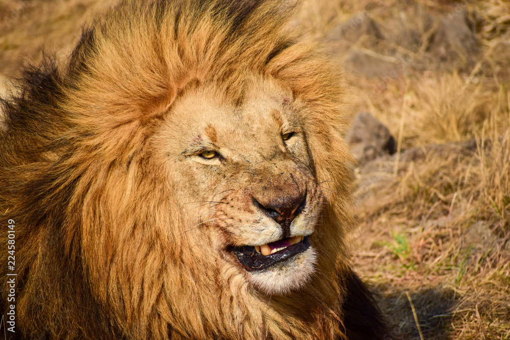 Male lion sneering