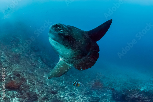 Mola mola in Bali