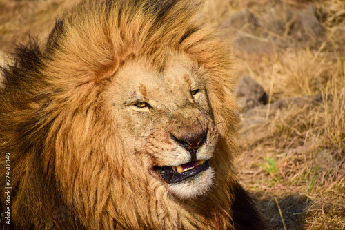 Male lion sneering