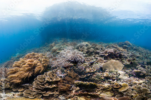 Healthy reef in Indonesia