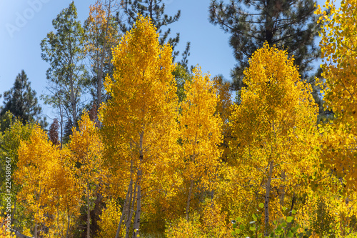 Aspens in the Tahoe National Forest